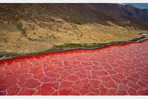 Hồ nước đỏ ở Tanzania sở hữu siêu năng lực hoá đá phần lớn các sinh vật