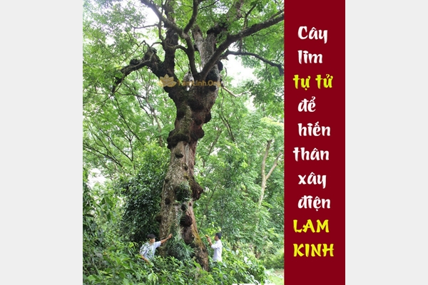 Cây lim 600 tuổi tự tử để hiến thân xây điện Lam Kinh