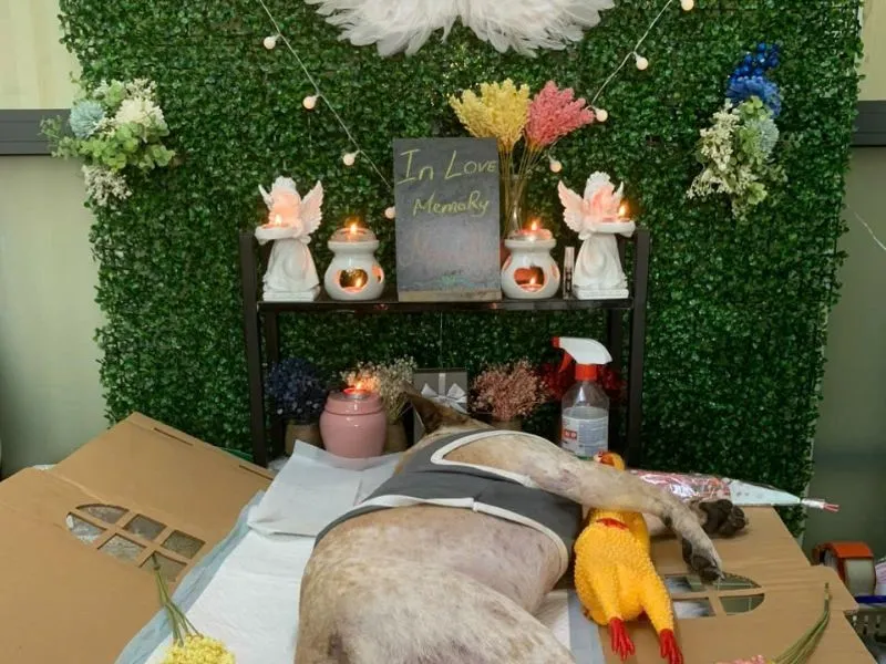 Giải pháp chôn cất chó trong vườn nhà phù hợp với quy định pháp luật