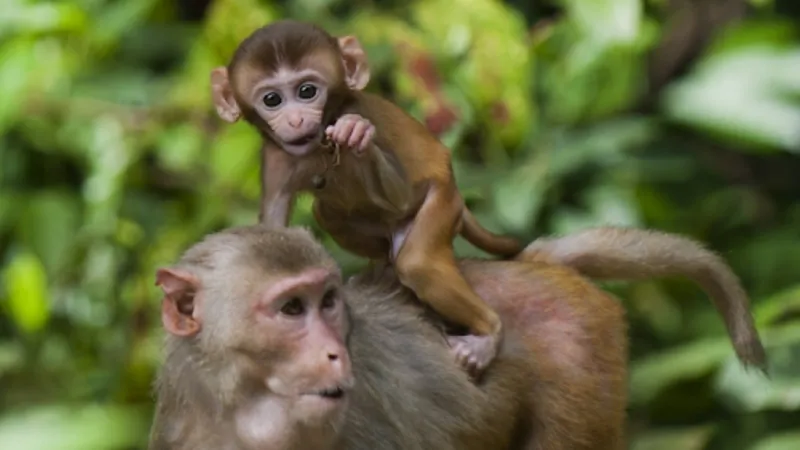 Luận giải vận mệnh tổng quan và cơ hội thành công của người allintitle:Tuổi Thân.