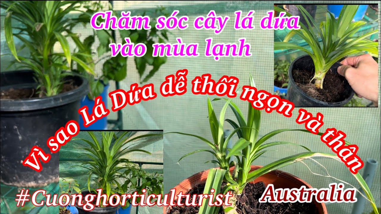 Cách Luyện Và Chăm Sóc Cây Ngải Trồng Trong Chậu Toàn Diện