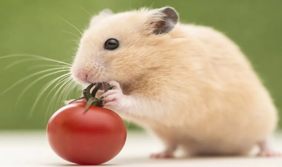 Tử vi trọn đời tuổi Bính Tý 1996 nữ mạng nhìn lại quá trình trưởng thành và phát triển