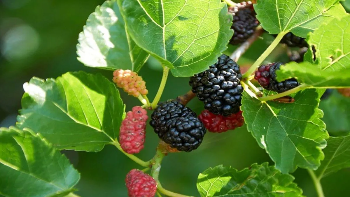 Cây Dâu Tằm, loại thực vật truyền thống được dùng để trừ tà, xua đuổi năng lượng tiêu cực, yếu tố ma quỷ sợ gì nhất